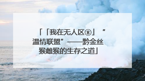 「我在无人区⑧」“温情联盟”——黔金丝猴雌猴的生存之道