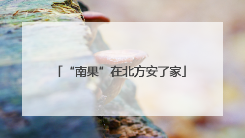 “南果”在北方安了家