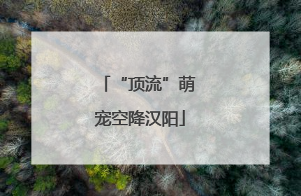 “顶流”萌宠空降汉阳