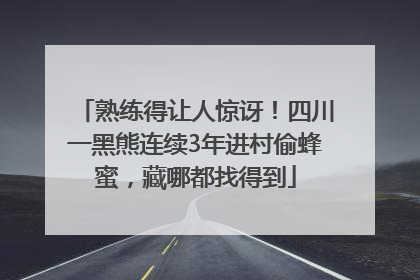 熟练得让人惊讶！四川一黑熊连续3年进村偷蜂蜜，藏哪都找得到