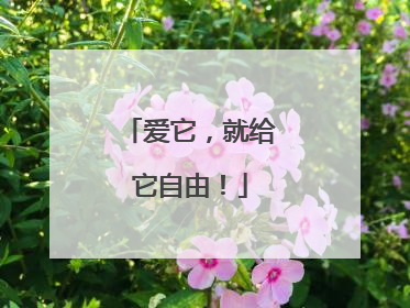 爱它，就给它自由！