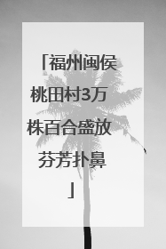 福州闽侯桃田村3万株百合盛放 芬芳扑鼻