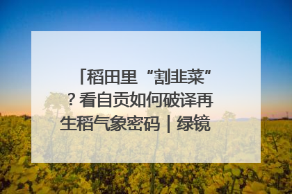 稻田里“割韭菜”？看自贡如何破译再生稻气象密码｜绿镜头·发现中国