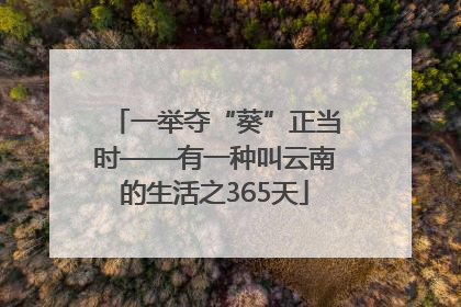 一举夺“葵”正当时——有一种叫云南的生活之365天