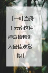 一叶当舟！云南这种神奇植物进入最佳观赏期