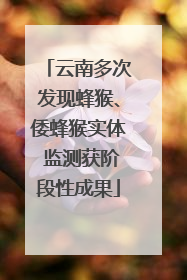 云南多次发现蜂猴、倭蜂猴实体 监测获阶段性成果