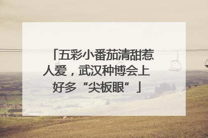 五彩小番茄清甜惹人爱，武汉种博会上好多“尖板眼”