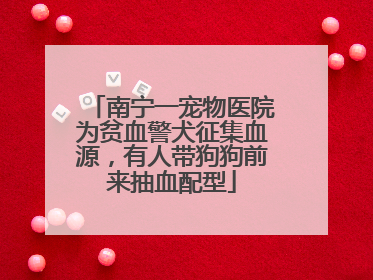 南宁一宠物医院为贫血警犬征集血源，有人带狗狗前来抽血配型