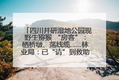 四川井研湿地公园现野生猕猴 “房客”：栖桥墩、荡线缆……林业局：已“请”到救助站，将放归自然