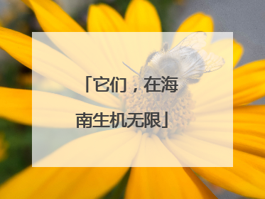 它们，在海南生机无限
