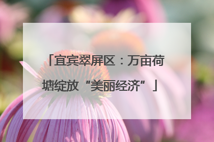 宜宾翠屏区：万亩荷塘绽放“美丽经济”
