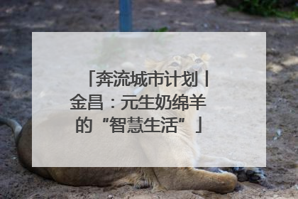 奔流城市计划丨金昌：元生奶绵羊的“智慧生活”