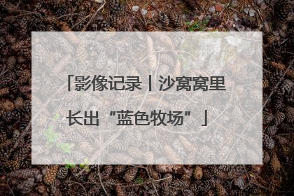 影像记录丨沙窝窝里长出“蓝色牧场”