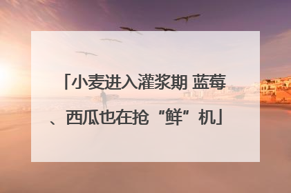 小麦进入灌浆期 蓝莓、西瓜也在抢“鲜”机