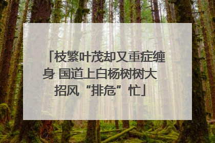 枝繁叶茂却又重症缠身 国道上白杨树树大招风“排危”忙
