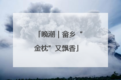 晚潮｜畲乡“金枕”又飘香
