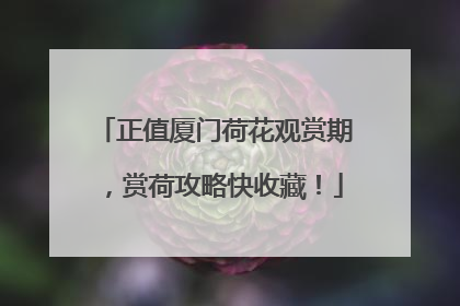正值厦门荷花观赏期，赏荷攻略快收藏！