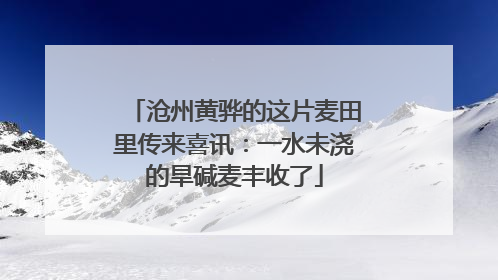 沧州黄骅的这片麦田里传来喜讯：一水未浇的旱碱麦丰收了