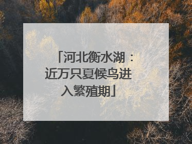 河北衡水湖：近万只夏候鸟进入繁殖期