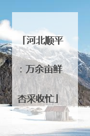 河北顺平：万余亩鲜杏采收忙