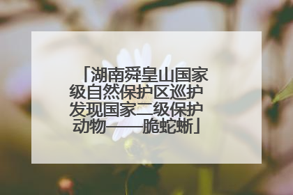湖南舜皇山国家级自然保护区巡护发现国家二级保护动物——脆蛇蜥