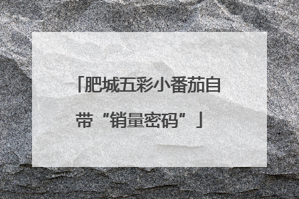 肥城五彩小番茄自带“销量密码”