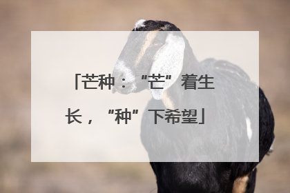 芒种：“芒”着生长，“种”下希望