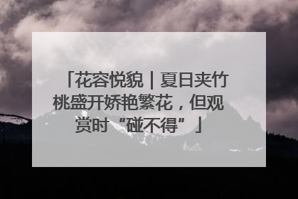 花容悦貌｜夏日夹竹桃盛开娇艳繁花，但观赏时“碰不得”