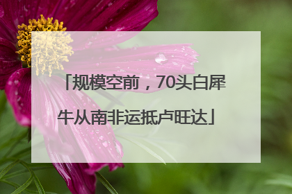 规模空前，70头白犀牛从南非运抵卢旺达