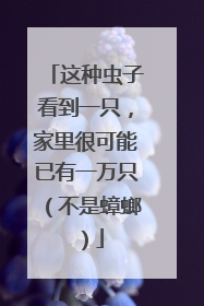 这种虫子看到一只，家里很可能已有一万只（不是蟑螂）