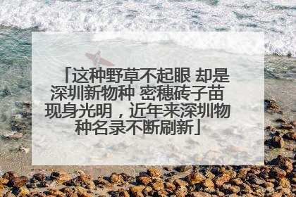 这种野草不起眼 却是深圳新物种 密穗砖子苗现身光明，近年来深圳物种名录不断刷新
