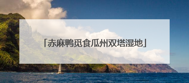 赤麻鸭觅食瓜州双塔湿地