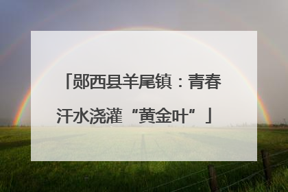 郧西县羊尾镇：青春汗水浇灌“黄金叶”