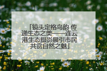 镜头定格鸟韵 传递生态之美——连云港生态摄影展引市民共赏自然之魅