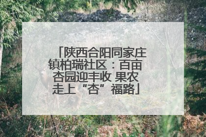 陕西合阳同家庄镇柏瑞社区：百亩杏园迎丰收 果农走上“杏”福路