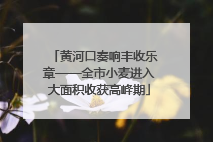 黄河口奏响丰收乐章——全市小麦进入大面积收获高峰期