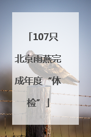 107只北京雨燕完成年度“体检”